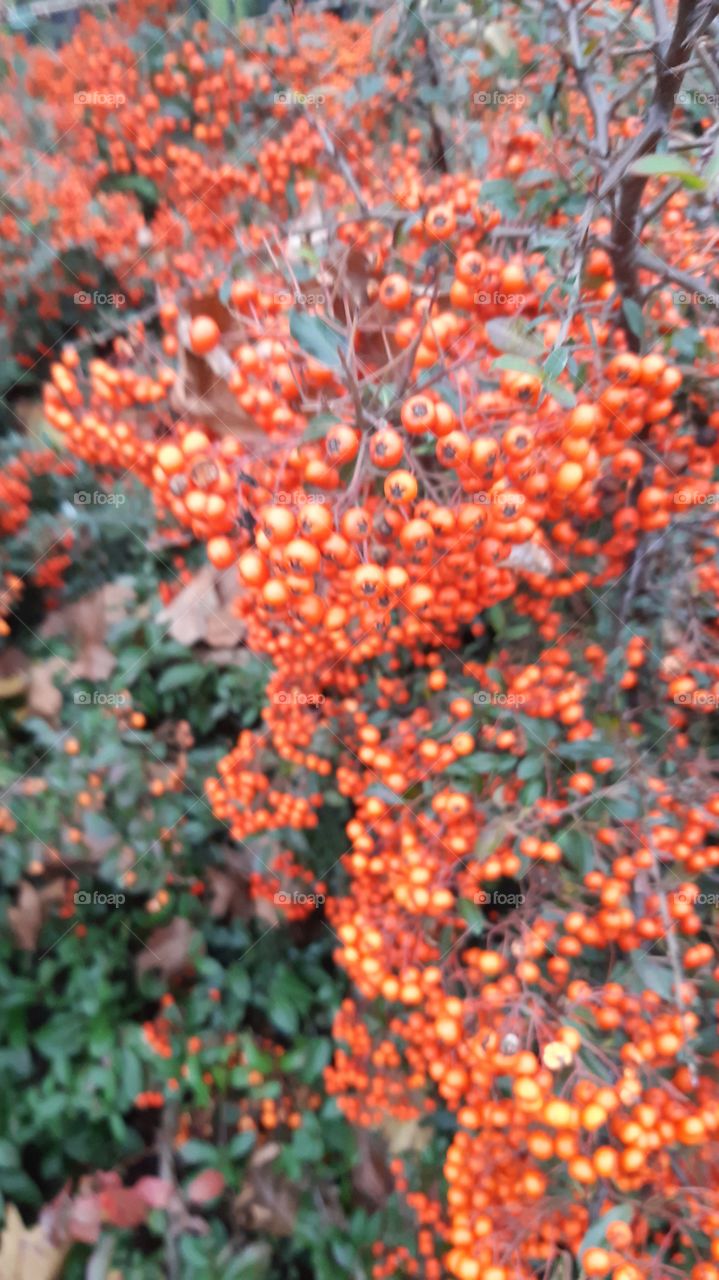 осінні барви