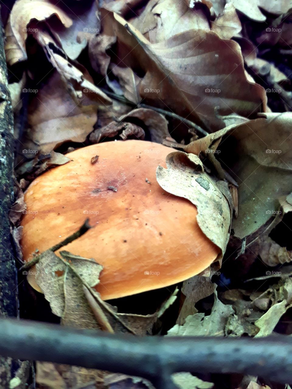 Lactarius volemus - sirogriz, suhogriz - presnac