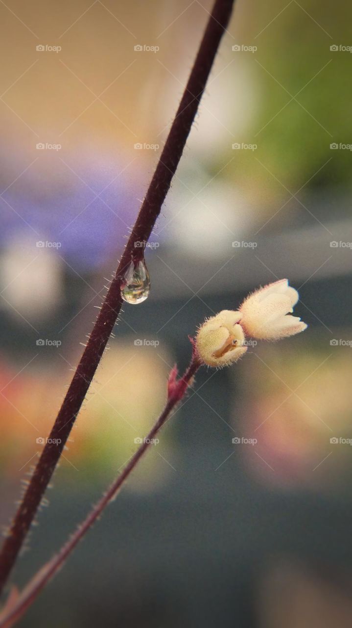 Simple tiny flowers with a single droplet