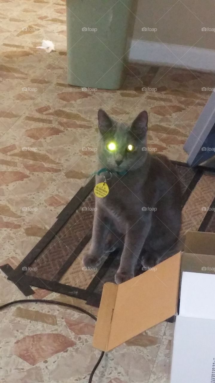Ash, sitting with glowing eyes