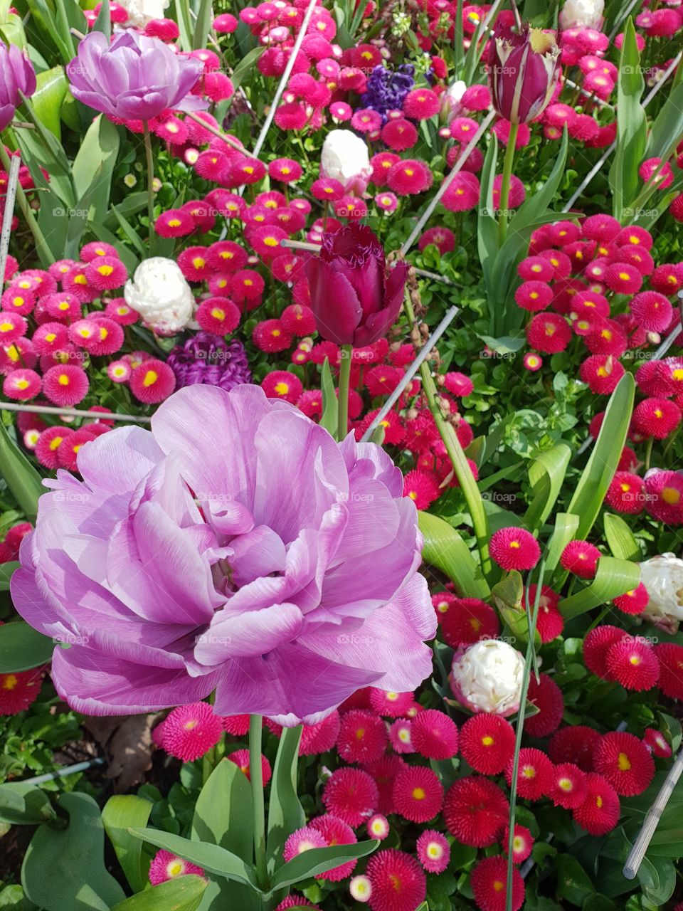 Peonies & Buttercups Blossoms