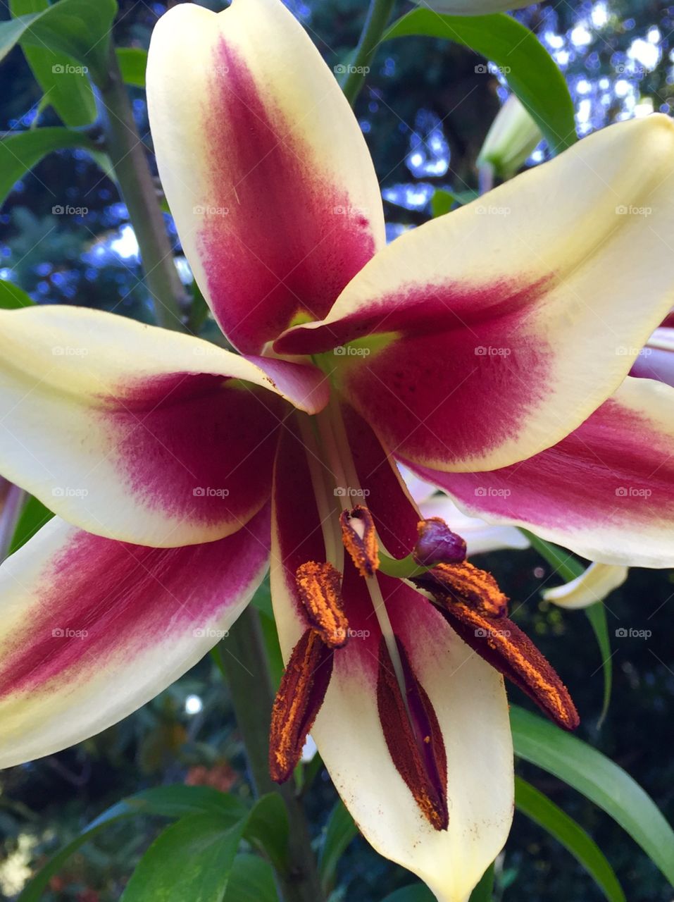 Close-up of lily flower