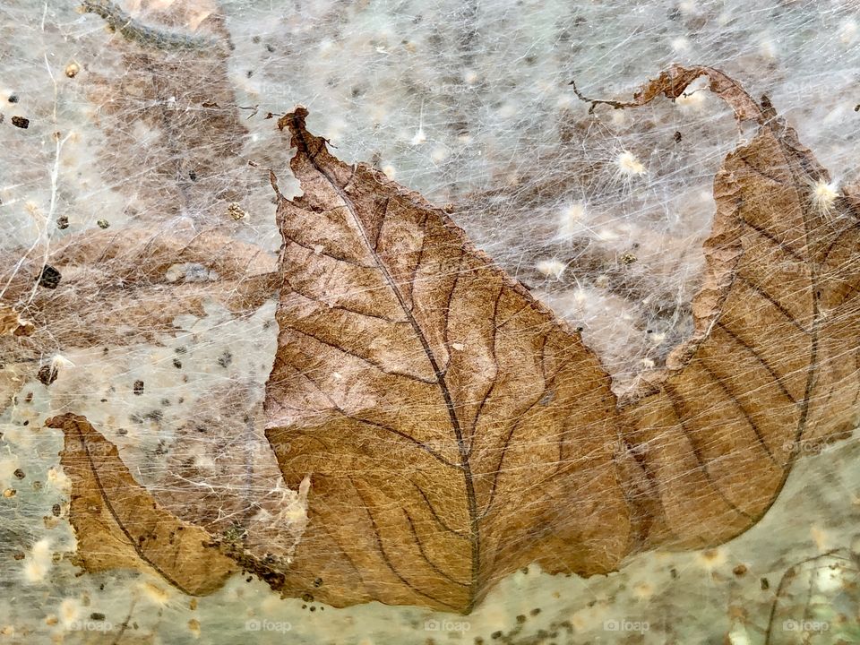 Hickory tussock moth caterpillar nest 