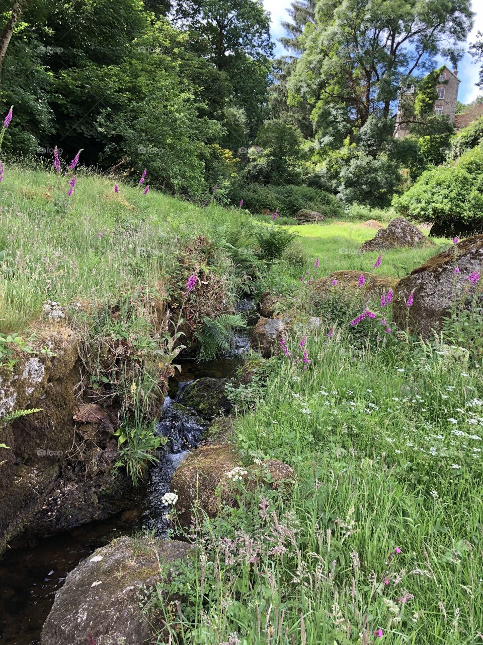 Loving this photograph for the beautiful foxgloves, found in central Lustleigh, home of village life as it should be, just idyllic.