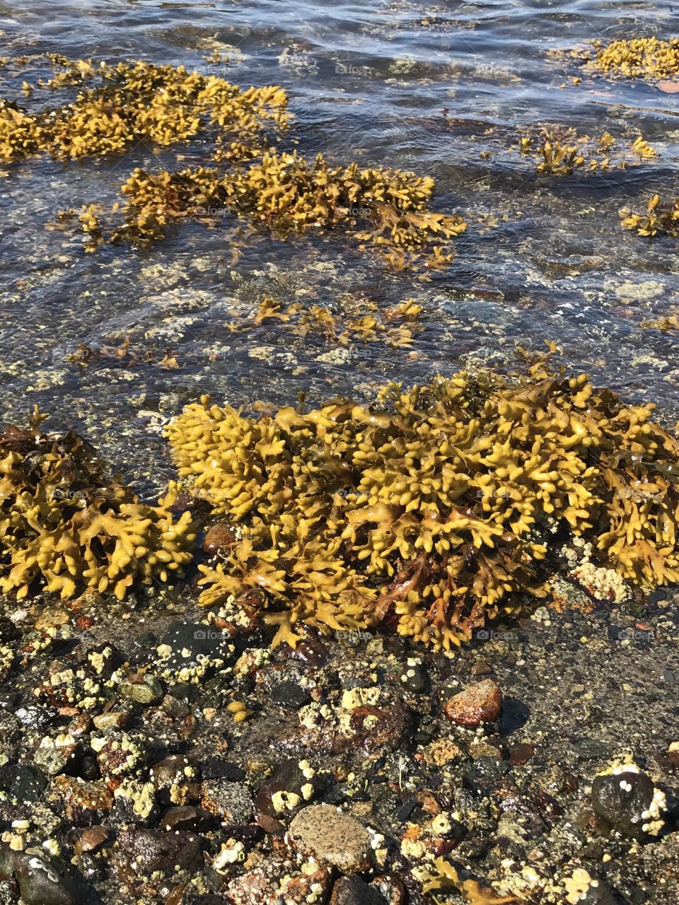 West coast kelp bed