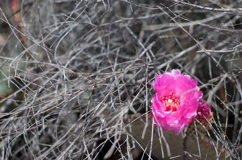 Blooming Cactus Flower