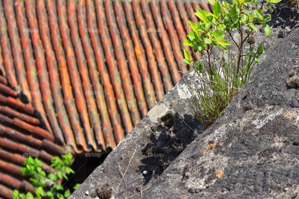 Plants grow from a piece of rock above a roof in the city