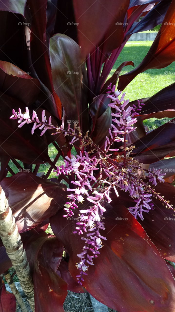 NATURE FLOWER GARTEN BOTANIK