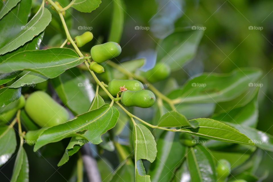 Date's chip tree grow beautifully in Moldova