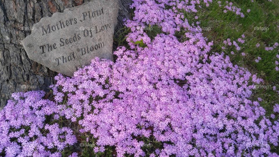 Mother's Phlox