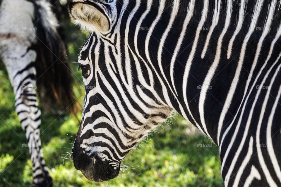 Zebra at the Royal Livingston in Zambia