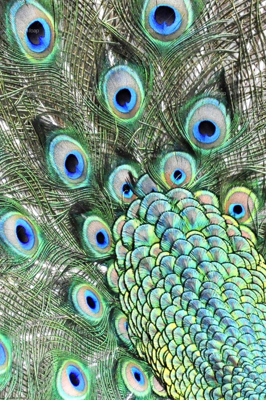 Peacock closeup, feathers