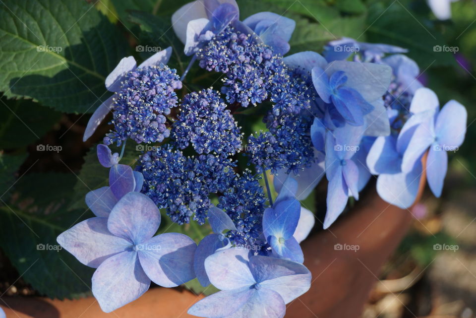 Hydrangea. Blue hydrangea flower