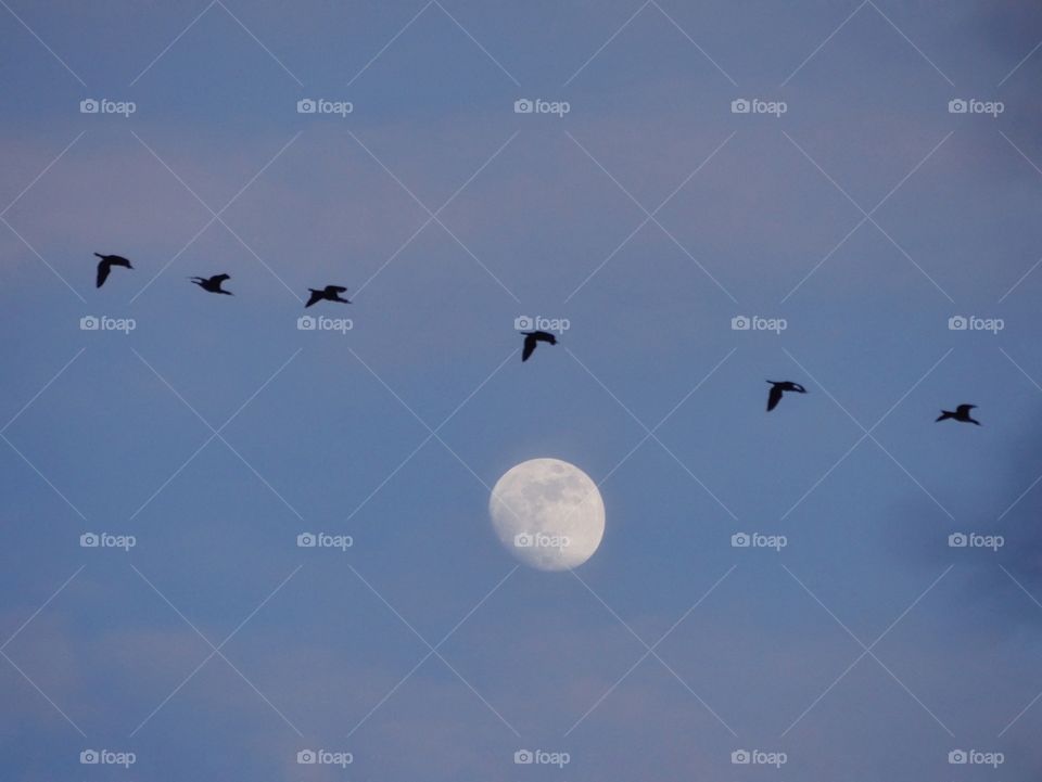 Geese flying against moon