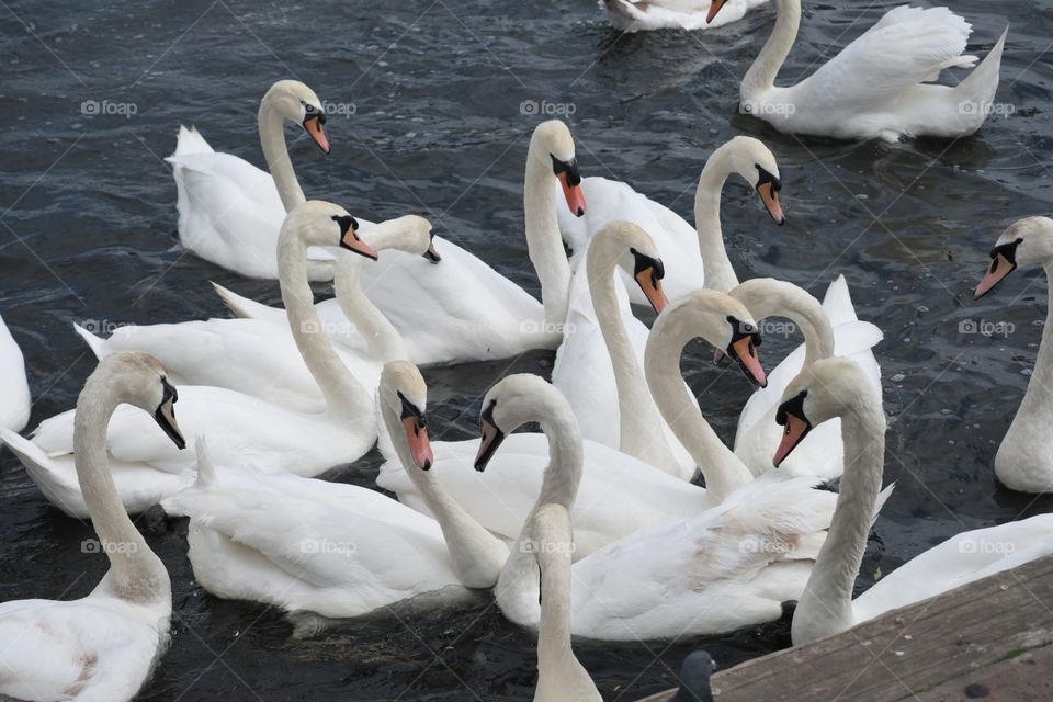 swans thamesmead