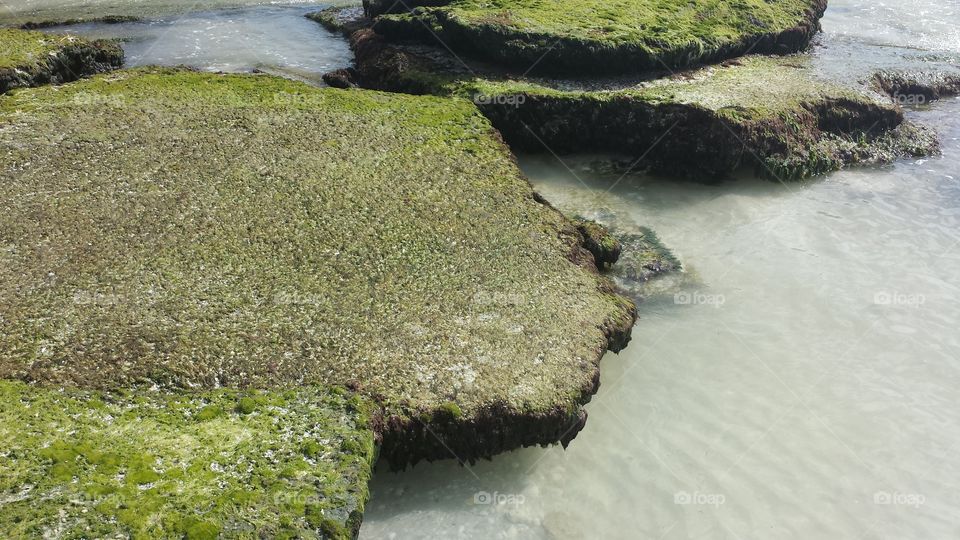 moss. moss on rocks