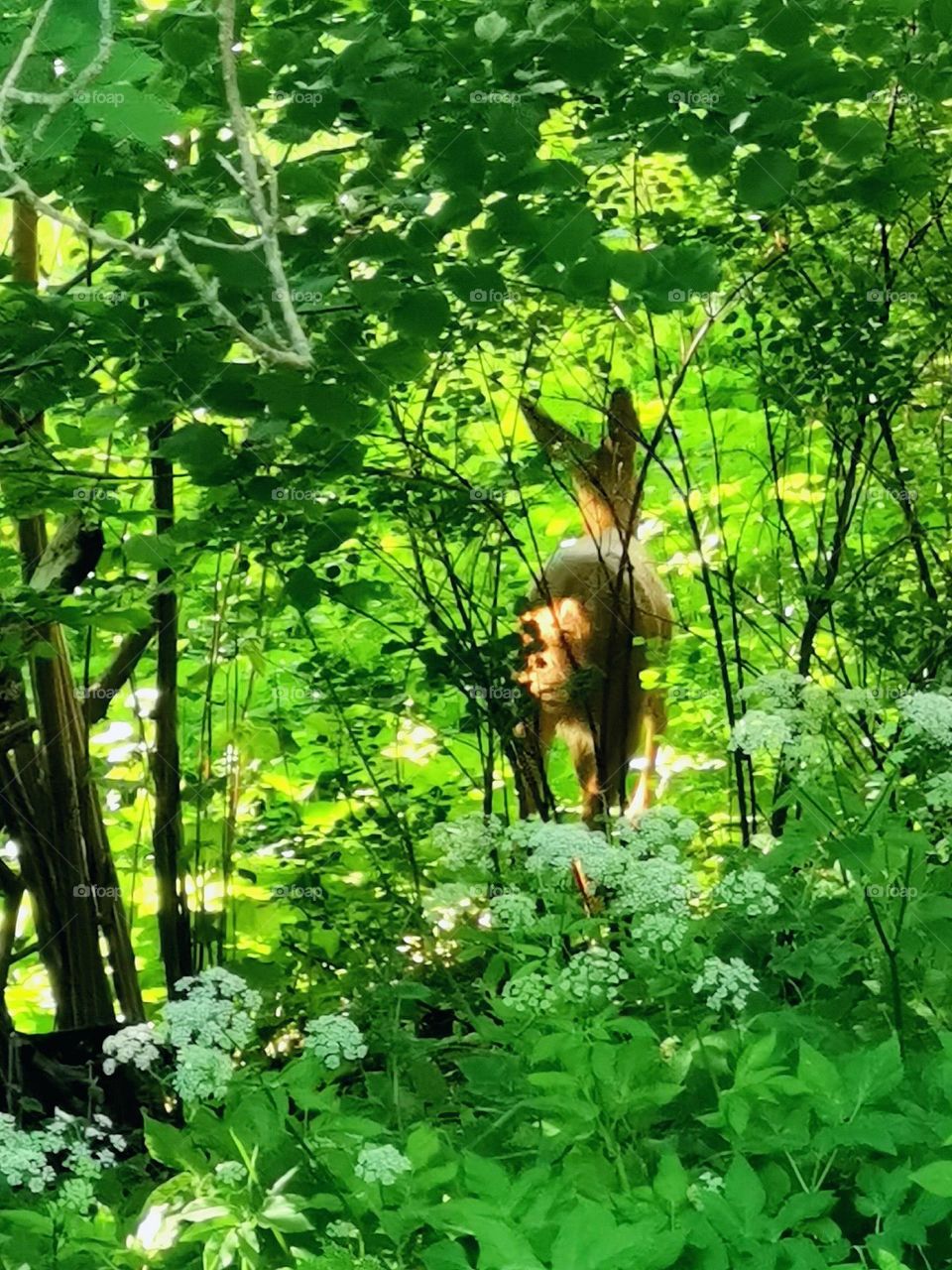 Deer in the forrest