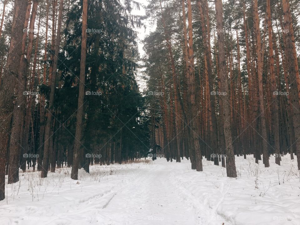 Winter day in forest