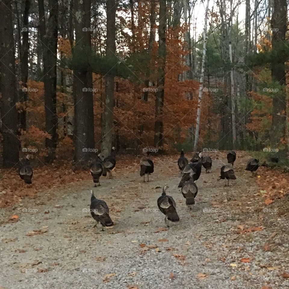 wild turkeys 
