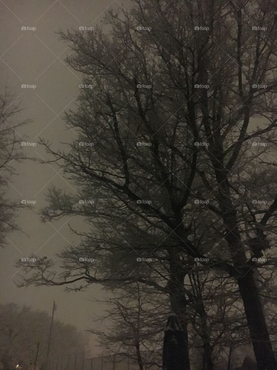 Late night with trees covered in snow