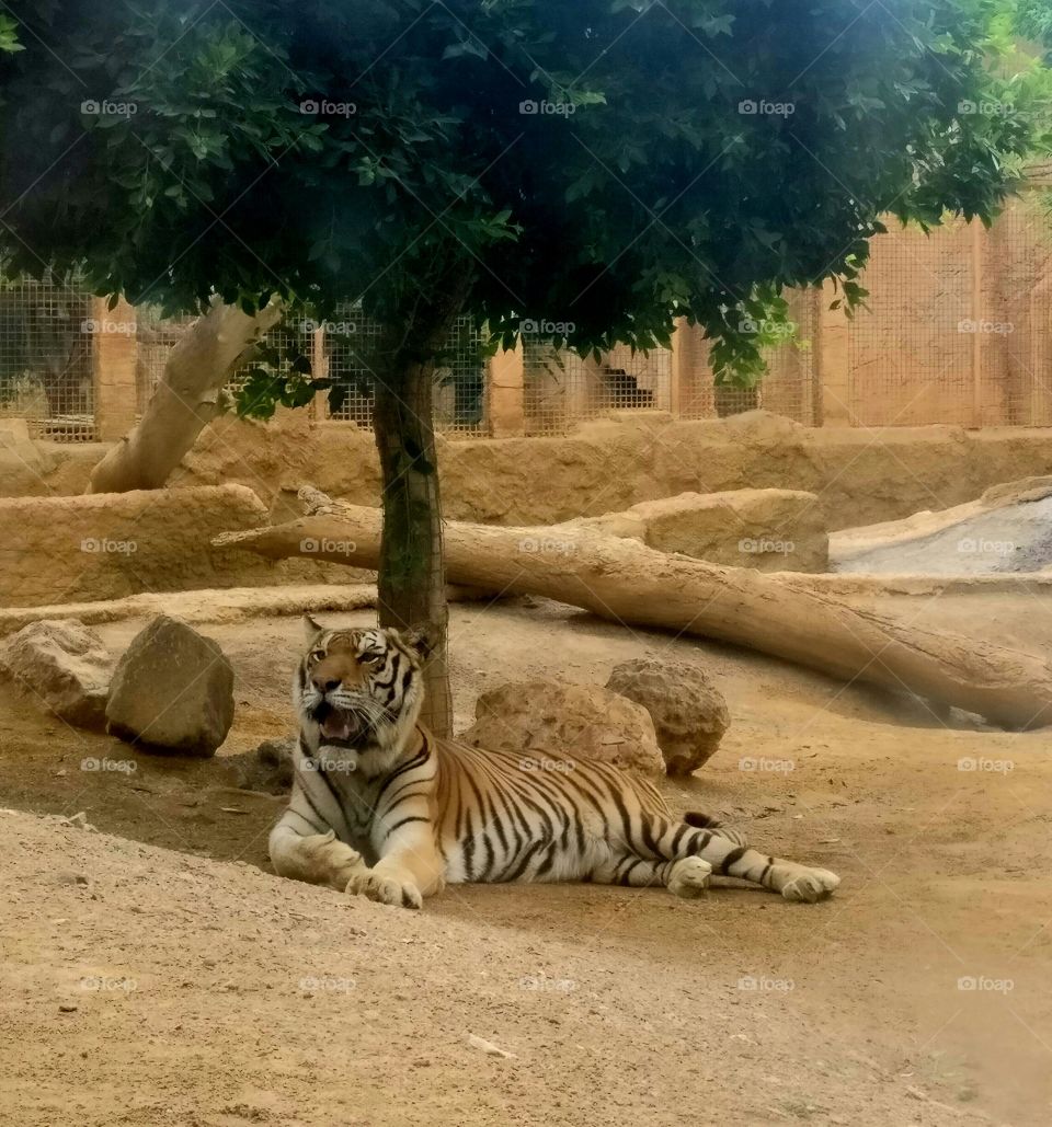 The shy beautiful Tiger