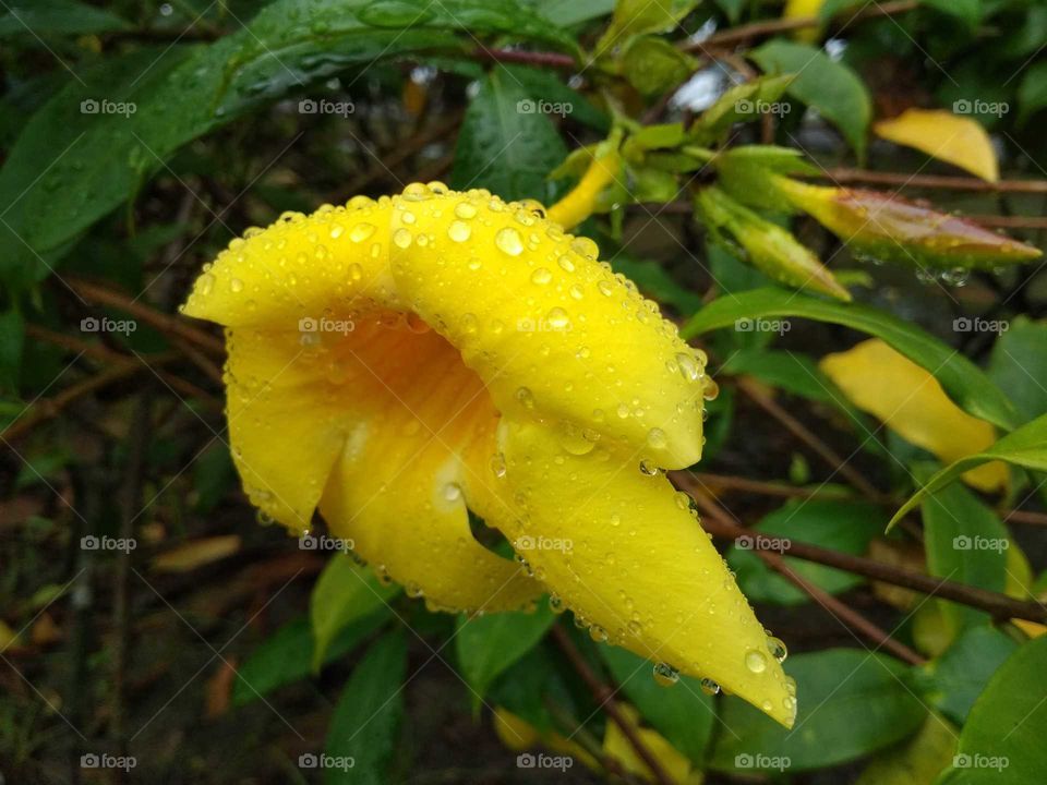 yellow flower in water drop