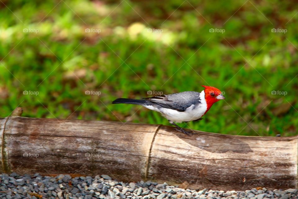 Red head bird