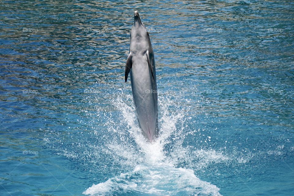 Bottlenose dolphin