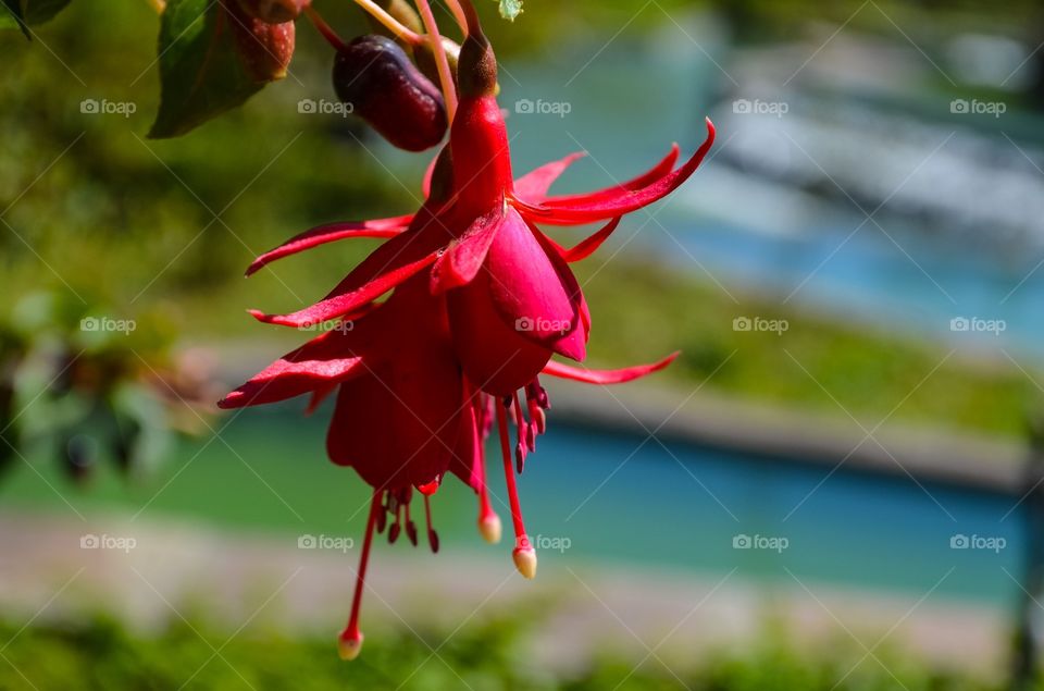 Peruvian flowers 