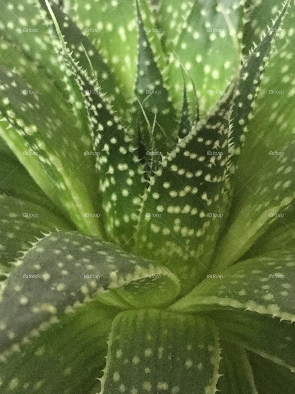 Succulent green
