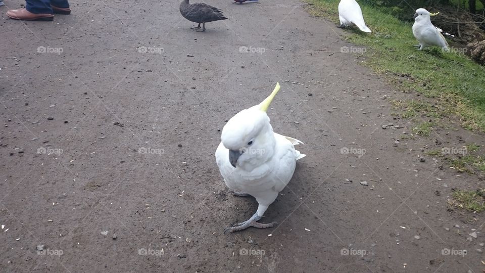 Cockatoo. cockatoo at the Great Ocean Road Australia