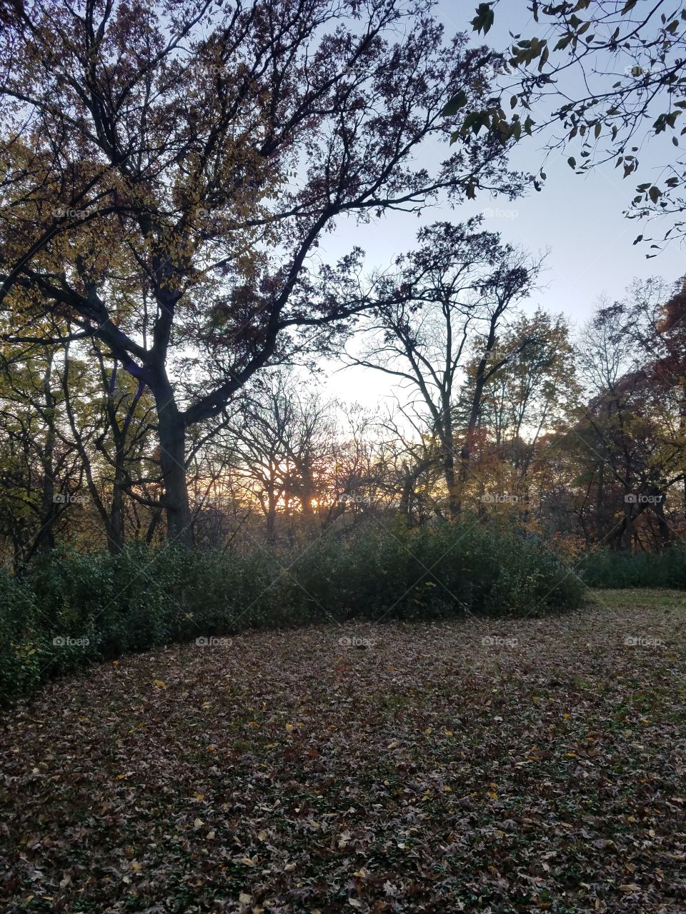 Landscape, Tree, No Person, Nature, Leaf