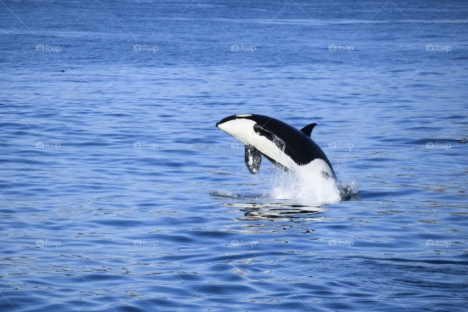 Breaching Orca 