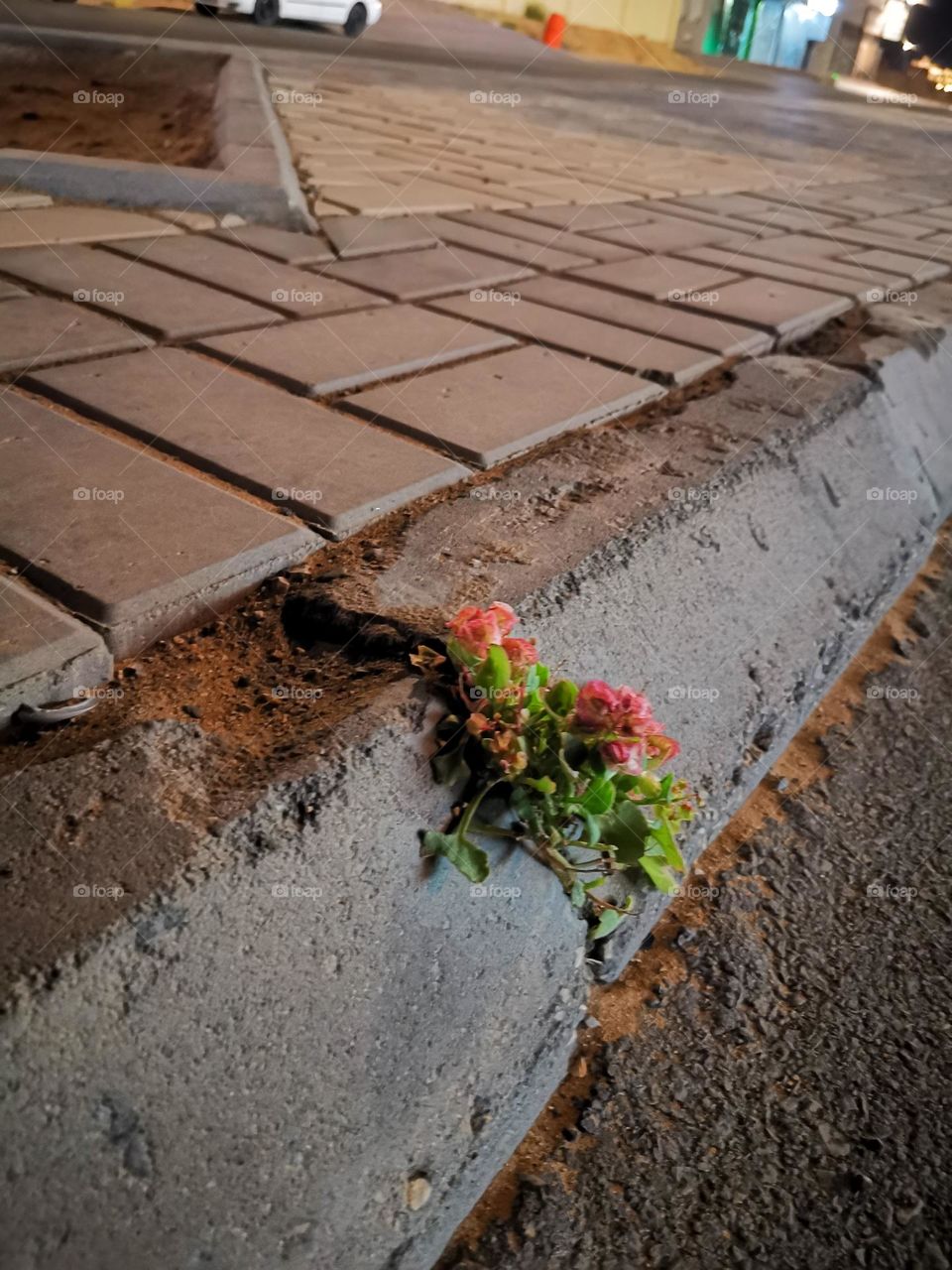 The rose grew on the pavement on the road of persistence