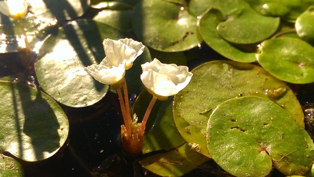 leaf