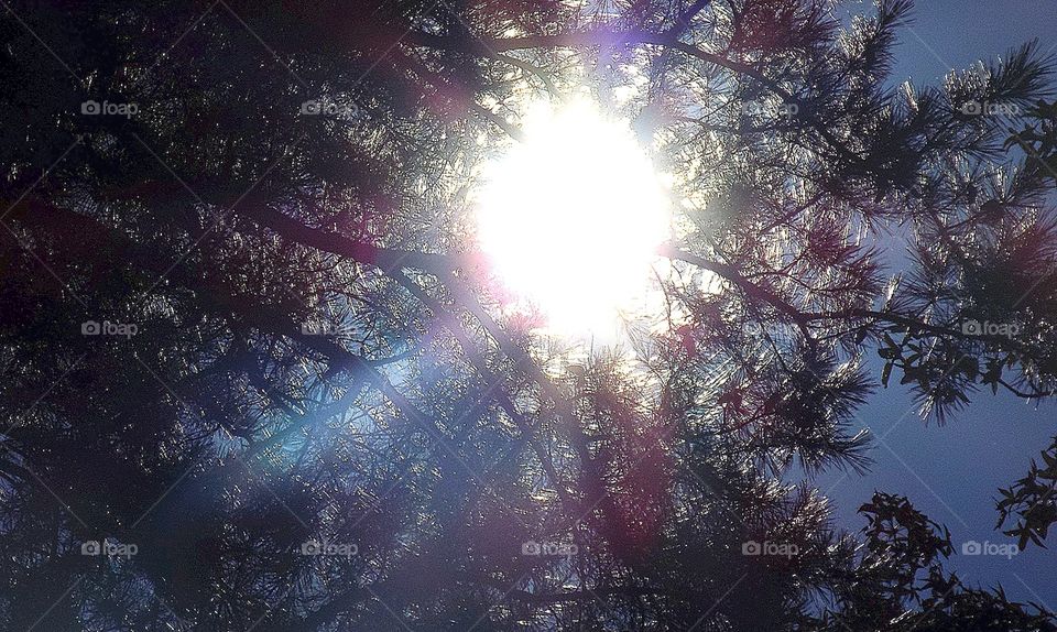 sunshine and trees makes pattterns