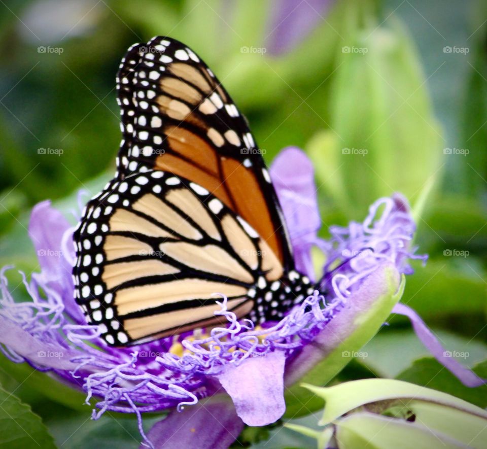 Monarch on Passion Flower