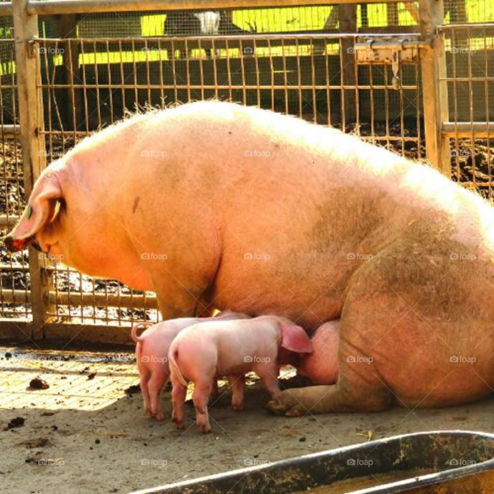 Pig feeding piglet