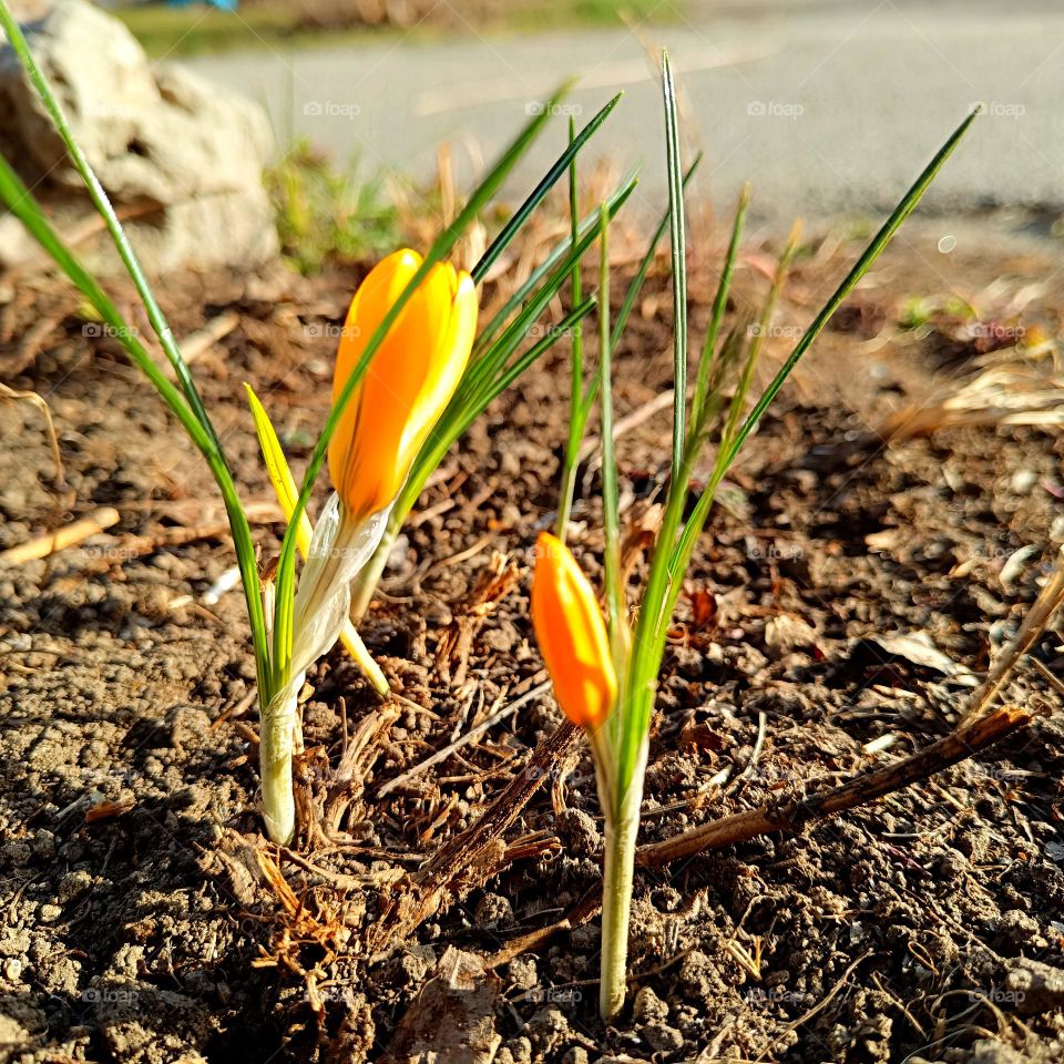 yellow crocuses