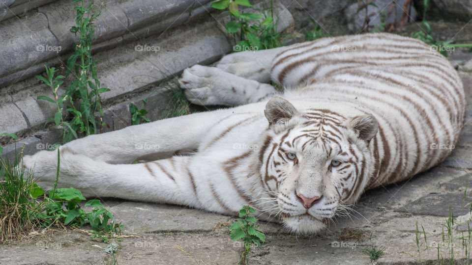 White tiger at pairi daiza (zoo)
