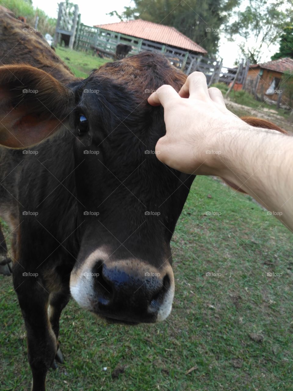 a friend cow