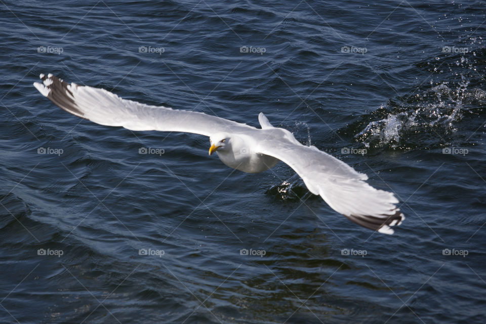 Seagull starts flying, water splash  .
Gråtrut mås börjar flyga , vattnet stänker 
