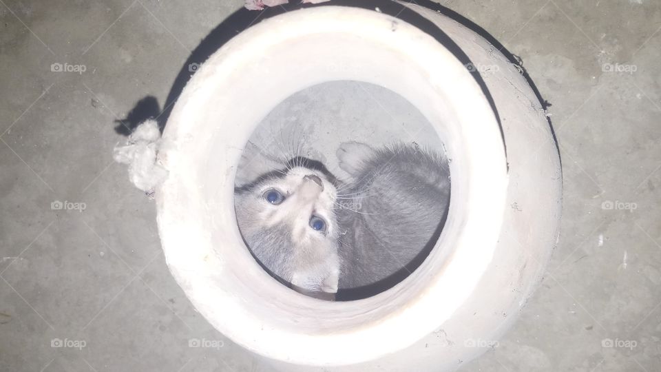 cat in pot