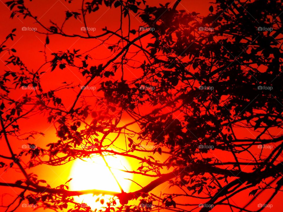 Sun going down behind the trees