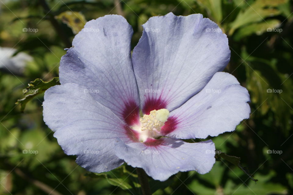 Purple Flower