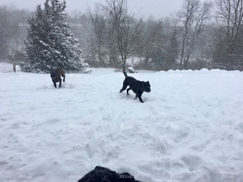 Playing in the snow 