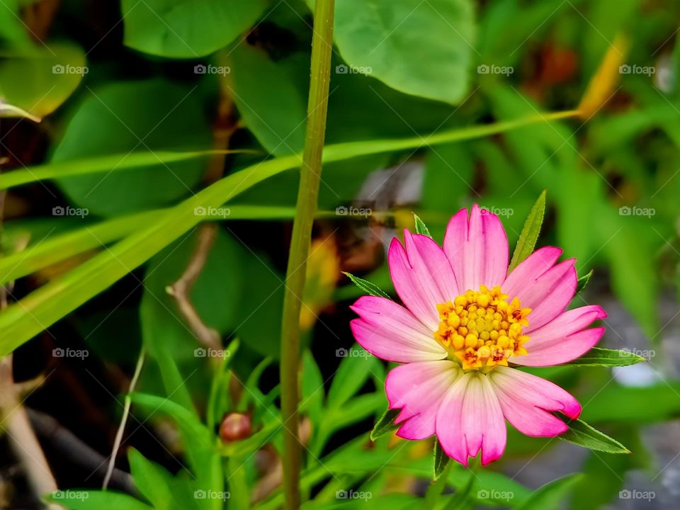 An Ulam Raja flower.(Cosmos Caudatus) on nature background.
