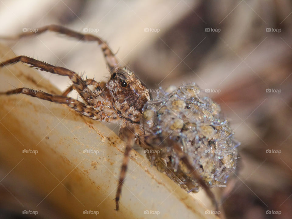 small brown spider in the garden