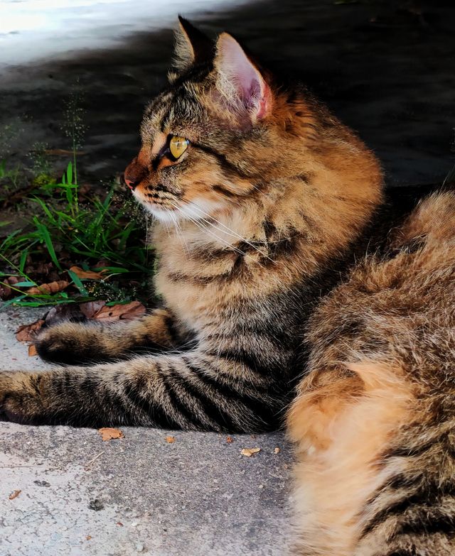 lazy cat