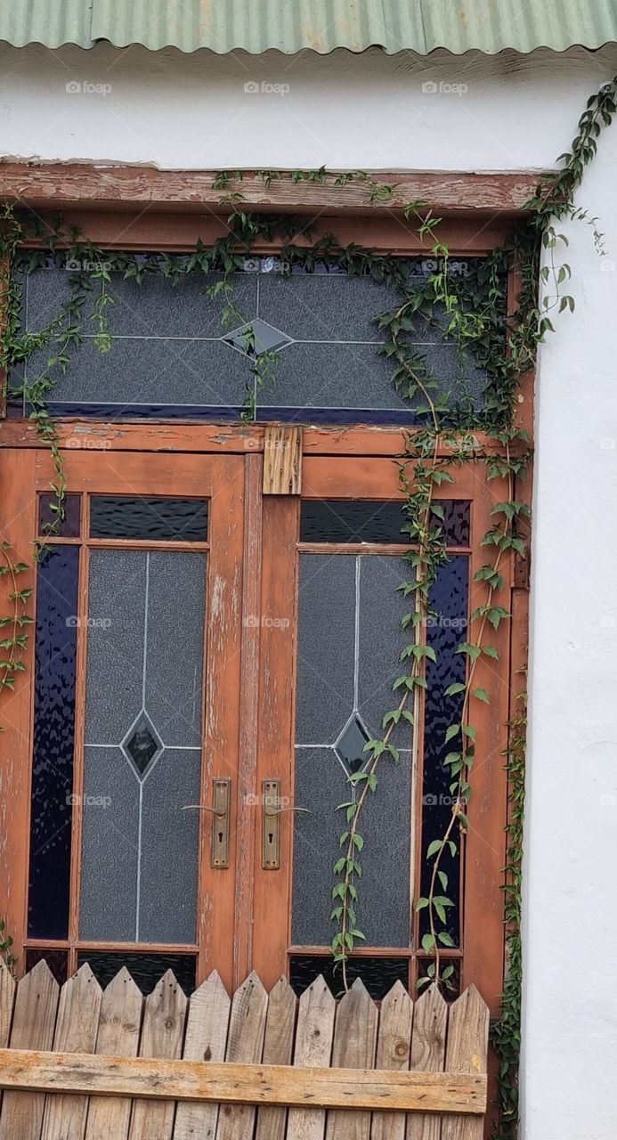 runner-plant growing over a old door.